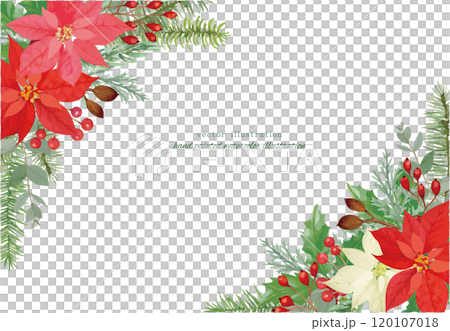 ポインセチアと針葉樹のクリスマスのベクターイラスト 120107018
