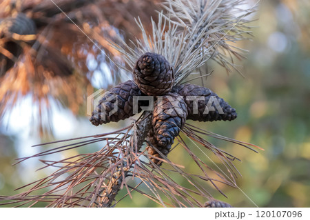 まつぼっくりとも呼ばれる松かさが朝日で輝く画像【球果】 120107096
