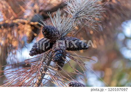 まつぼっくりとも呼ばれる松かさが朝日で輝く画像【球果】 120107097