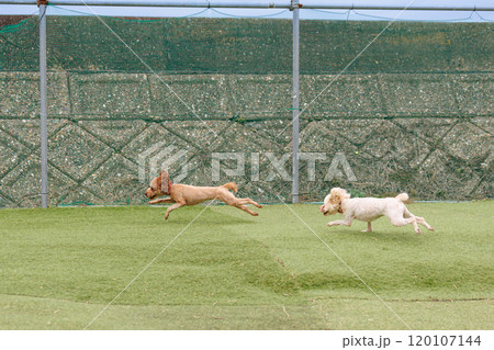 ドッグランで遊ぶ犬 ドッグランで遊ぶ犬 120107144