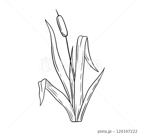 Outline reed plant, wetland cattail, lake grass, hand drawn doodle isolated illustration Outline reed plant, wetland cattail, lake grass, hand drawn doodle isolated illustration 120107222