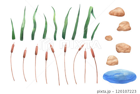 Watercolor reed in water, wetland cattail, lake grass, hand drawn isolated illustrations set Watercolor reed in water, wetland cattail, lake grass, hand drawn isolated illustrations set 120107223