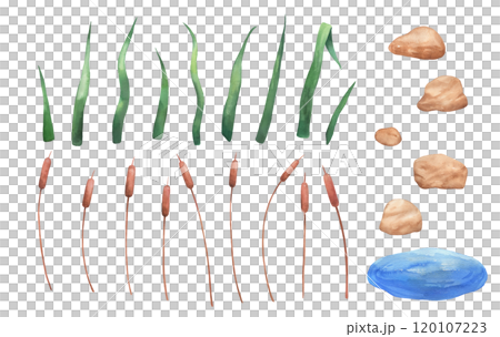 Watercolor reed in water, wetland cattail, lake grass, hand drawn isolated illustrations set Watercolor reed in water, wetland cattail, lake grass, hand drawn isolated illustrations set 120107223