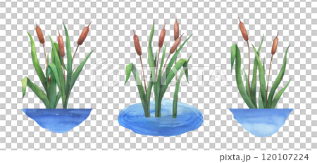 Watercolor reed in water, wetland cattail, lake grass, hand drawn isolated illustrations set 120107224