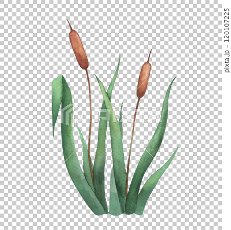 Watercolor plant reed, wetland cattail, lake grass, hand drawn isolated illustration 120107225