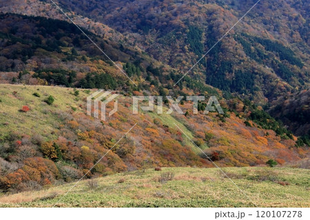 大川嶺 斜面を彩る紅葉 (愛媛県 四国カルスト) 大川嶺 斜面を彩る紅葉 (愛媛県 四国カルスト) 120107278