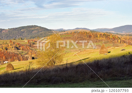 mountainous rural landscape in autumn. yellow tree and haystack on the grassy hill. sunny afternoon. beautiful countryside scenery of ukraine in fall season mountainous rural landscape in autumn. yellow tree and haystack on the grassy hill. sunny afternoon. beautiful countryside scenery of ukraine in fall season 120107793