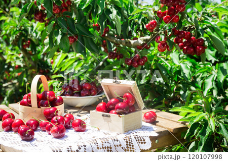 Still life of cherries in wooden box on table in garden 120107998