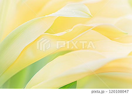 Elegant yellow calla lily petals with dew drops in soft focus. 120108047