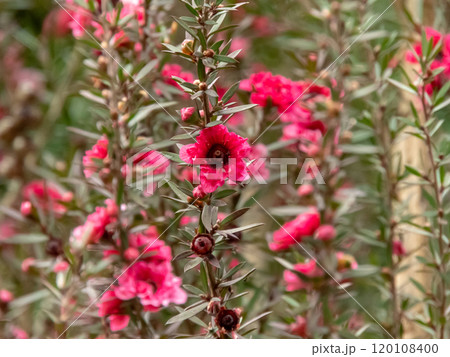 Leptospermum scoparium, manuka, manuka myrtle, New Zealand teatree or broom tea-tree plant with bright red flowers. 120108400