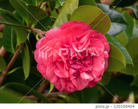 Camellia japonica,common camellia or Japanese camellia pink flower 120108404