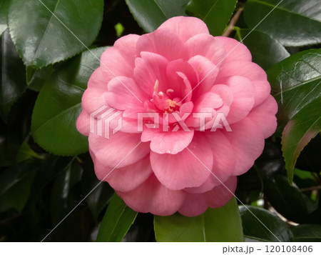 Camellia japonica,common camellia or Japanese camellia pale pink flower 120108406