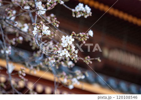 お寺に咲く桜 120108546