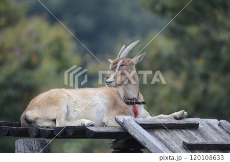 ヤギ 120108633