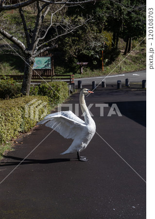 ハクチョウ 薩摩川内市祁答院町藺牟田の藺牟田池にいるコブハクチョウ ハクチョウ 薩摩川内市祁答院町藺牟田の藺牟田池にいるコブハクチョウ 120108703