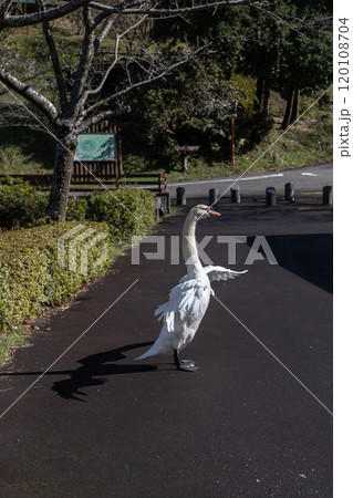 ハクチョウ　薩摩川内市祁答院町藺牟田の藺牟田池にいるコブハクチョウ 120108704