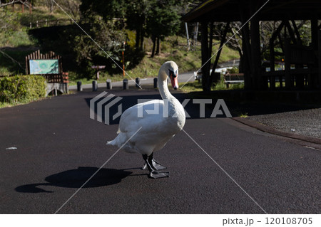 ハクチョウ　薩摩川内市祁答院町藺牟田の藺牟田池にいるコブハクチョウ 120108705
