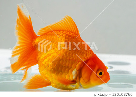 Oranda goldfish in aquarium fish tank close up 120108766