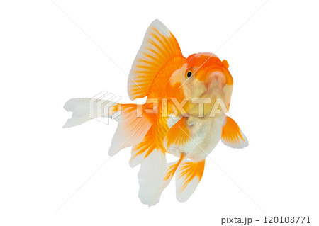 Oranda goldfish isolated on white background close up Oranda goldfish isolated on white background close up 120108771