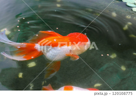 Goldfish in aquarium fish pond close up 120108775