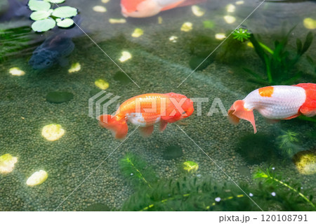 Goldfish in aquarium fish pond close up 120108791