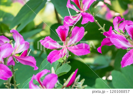 Pink Bauhinia flower blooming on tree close up 120108857