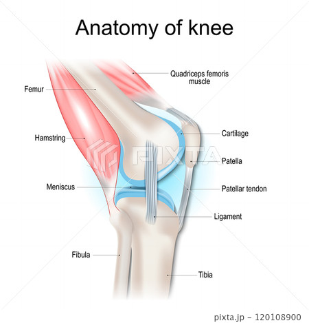 Knee anatomy. Structure of knee joint 120108900