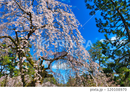 京都御苑 近衛邸跡の糸桜(枝垂桜)(京都府京都市上京区) 京都御苑 近衛邸跡の糸桜(枝垂桜)(京都府京都市上京区) 120108970