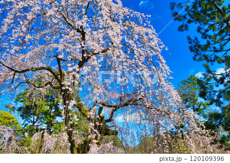 京都御苑 近衛邸跡の糸桜(枝垂桜)(京都府京都市上京区) 京都御苑 近衛邸跡の糸桜(枝垂桜)(京都府京都市上京区) 120109396