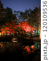 ライトアップされた紅葉 120109536