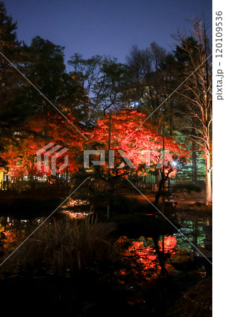 ライトアップされた紅葉 120109536