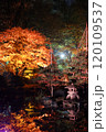 ライトアップされた紅葉 120109537