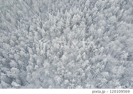 Top view of snowy forest. Winer landscape with pine trees covered in snow, aerial view 120109569