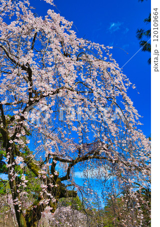 京都御苑 近衛邸跡の糸桜(枝垂桜)(京都府京都市上京区) 京都御苑 近衛邸跡の糸桜(枝垂桜)(京都府京都市上京区) 120109664