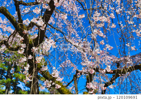 京都御苑　近衛邸跡の糸桜（枝垂桜）（京都府京都市上京区） 120109691
