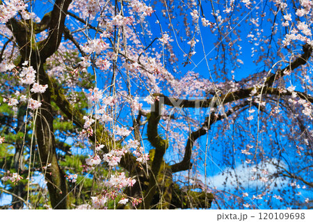 京都御苑　近衛邸跡の糸桜（枝垂桜）（京都府京都市上京区） 120109698