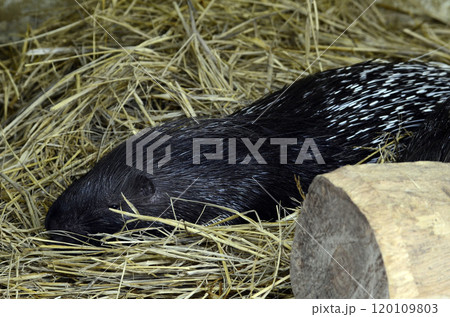 ヤマアラシ 120109803