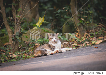 猫 ねこ ネコ 120109821