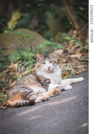 猫 ねこ ネコ 120109822