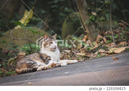 猫 ねこ ネコ 120109825