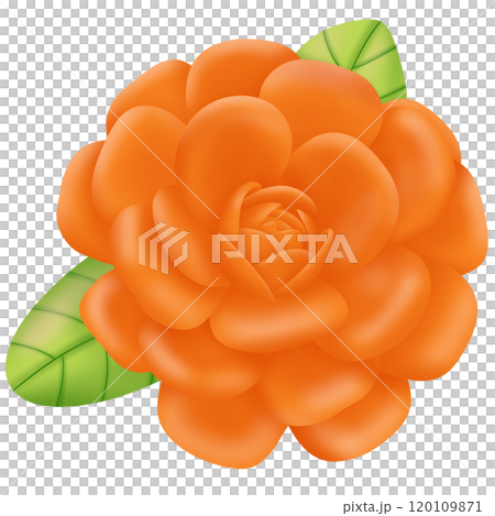 Orang flower Orang flower 120109871