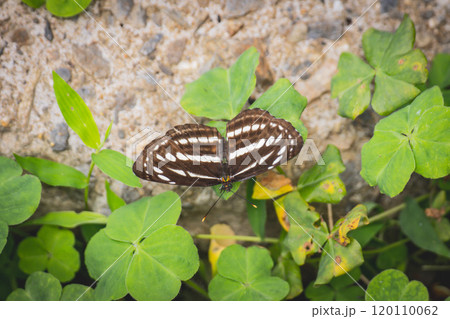 動物 動物学 小型動物 120110062