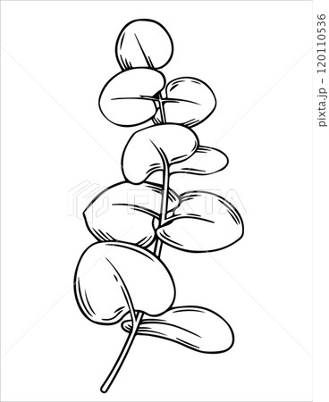 eucalyptus branch. vector illustration in sketch style. 120110536