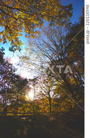 秋の紅葉が美しい道路のある風景 120110548