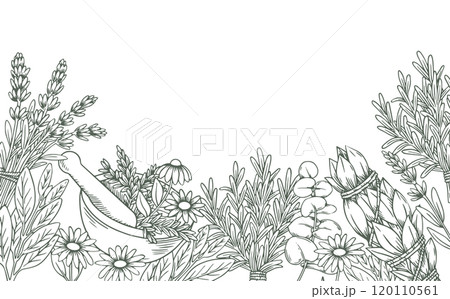 border with bunches of herbs, rosemary, lavender, sage. vector illustration in sketch style. border with bunches of herbs, rosemary, lavender, sage. vector illustration in sketch style. 120110561