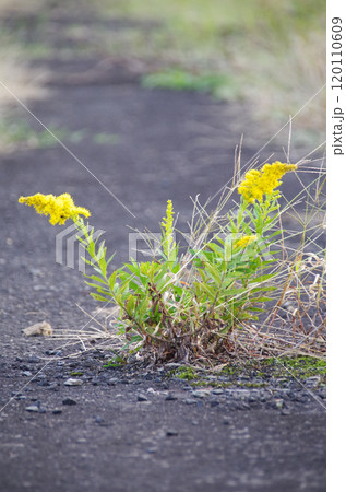 除草剤で枯らされた雑草の残骸を押し退けてアスファルト舗装された農道の真ん中に咲く鮮やかな黄色の花 120110609