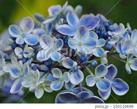 青い紫陽花 青い紫陽花 120110696