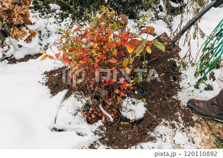 Winter digging of plants into pots in the ground 120110892