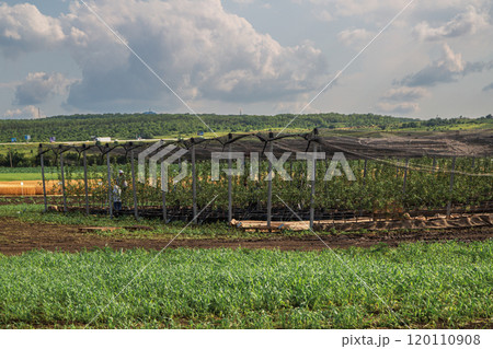 The fruit tree nursery is covered with a protective net 120110908
