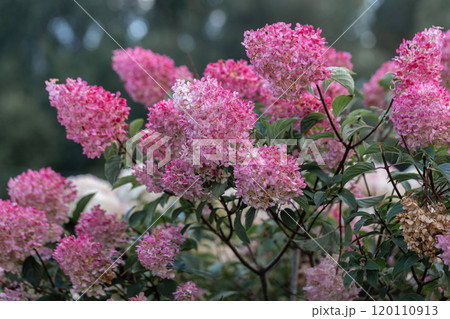 Hydrangea paniculata Vanille Fraise on a stem Hydrangea paniculata Vanille Fraise on a stem 120110913